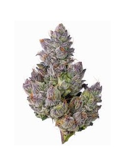 Purple Haze CBD Flower -...