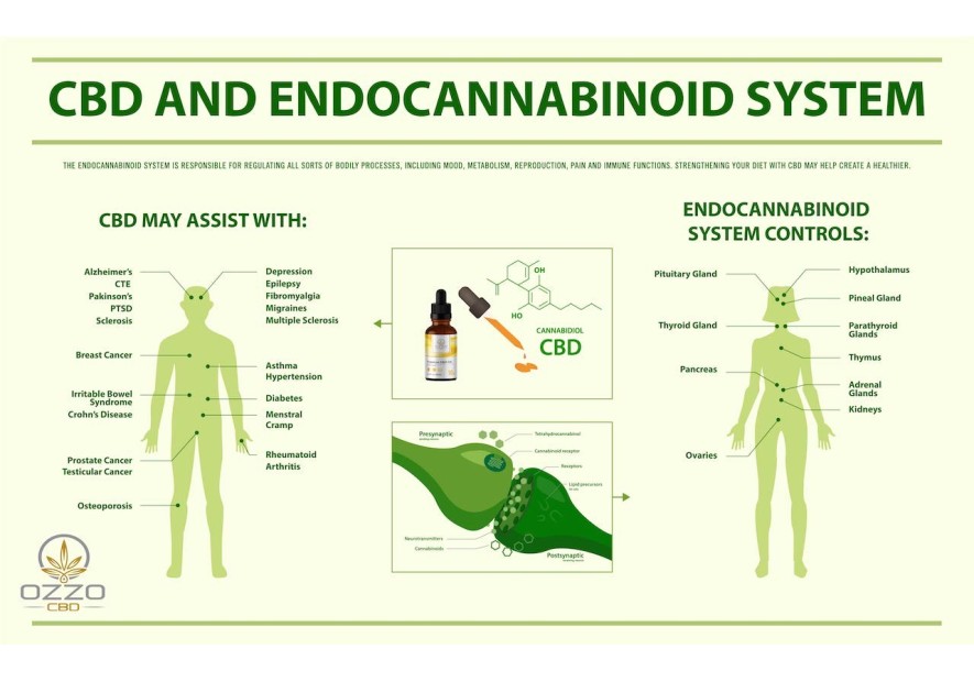 What is the endocannabinoid system?